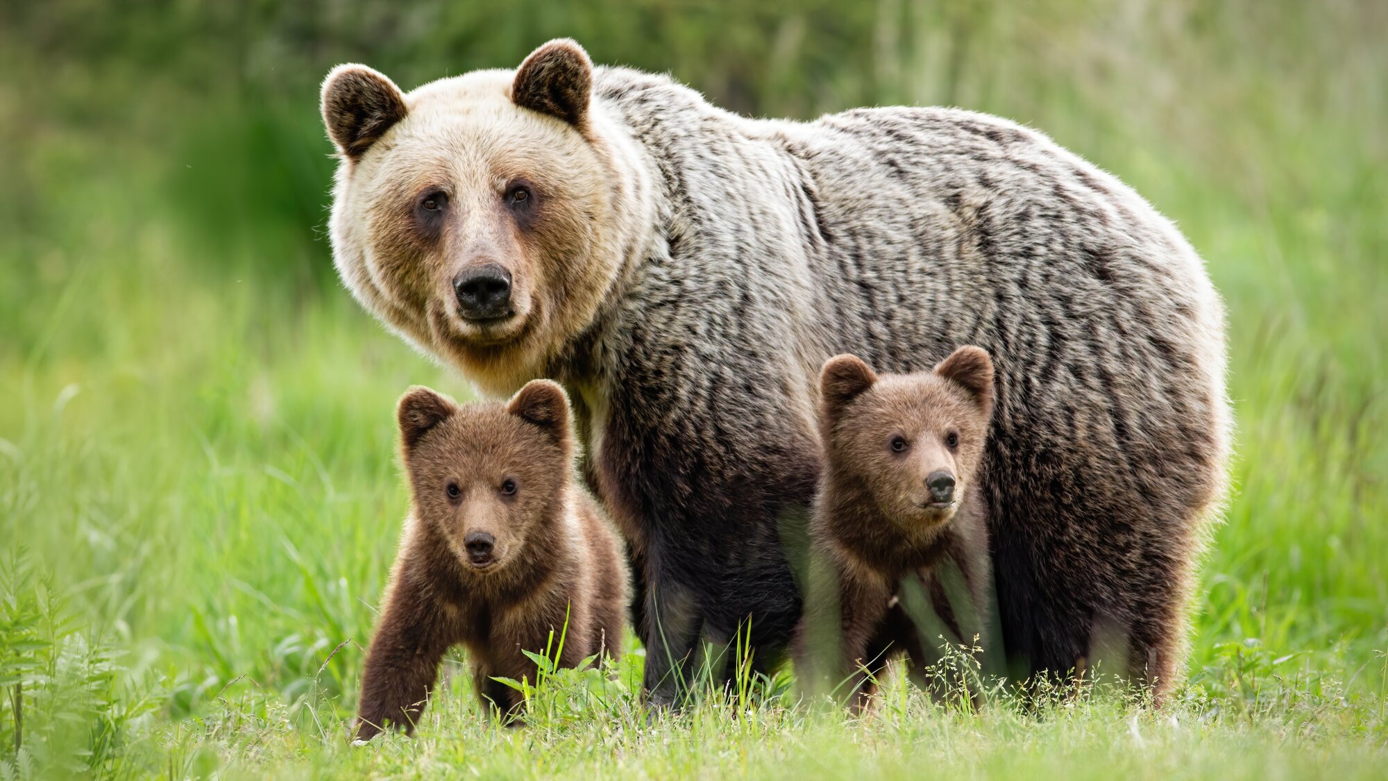 protective-female-brown-bear-standing-close-her-two-cubs protective-female-brown-bear-standing-close-her-two-cubs